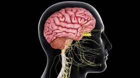 در سرمای هوا مواظب «مغزتان» باشید!