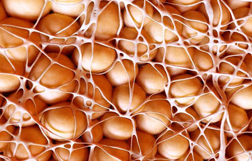 چربی قهوه ای